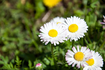 Chamomile flowers