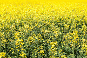 Fototapeta premium Colza field