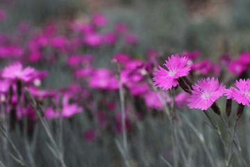 Obraz premium Pink flowers in a field.