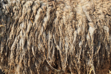wild sheep wool texture