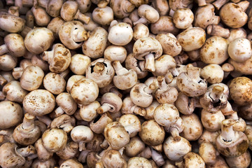 Background with fresh champignons