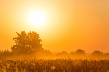 Fototapeta premium Sunset in field