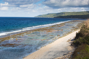 Seaweed algae plantation