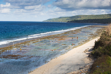 Seaweed algae plantation © dislentev