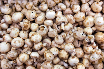 Background with fresh champignon