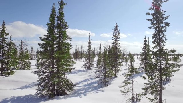 Aerial Low flight over snowy forest in sunny winter day