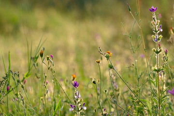 Blumenwiese