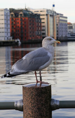 Obraz premium Bergen