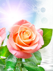 Rose flower close up © sergio37_120