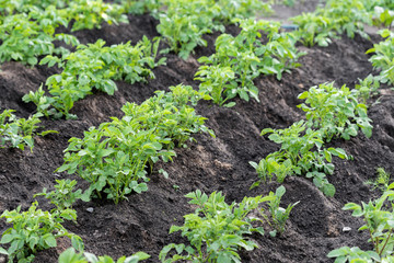Potato field