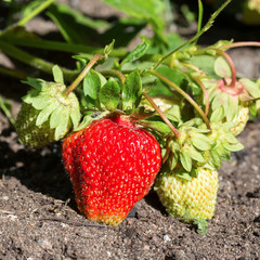 Strawberry grow in the garden