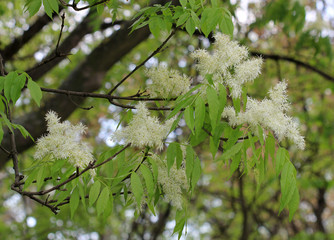Ветки ясеня манного (Fraxinus ornus) с цветами