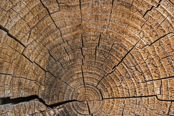 Fototapeta premium Wooden log grain