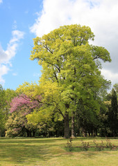 Naklejka premium Красивые деревья в Приморском парке г. Варна (Болгария) 