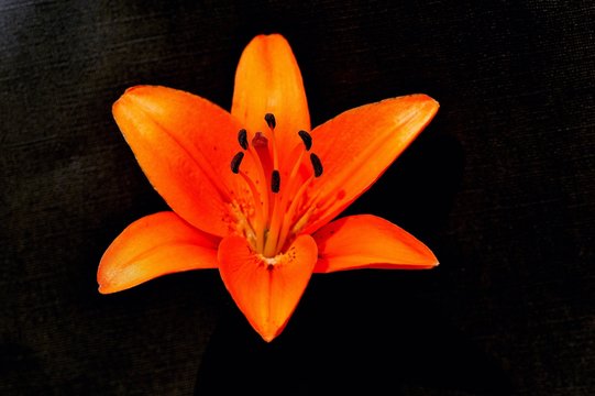 An orange tiger lily with a black background