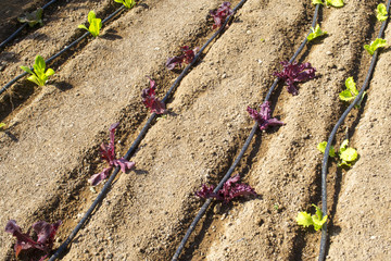 insalate nell'orto irrigate da un impianto a goccia