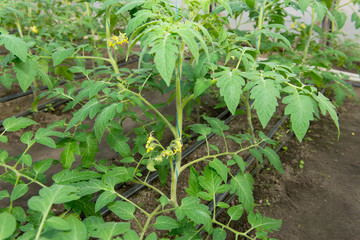 Tomato seedling before planting into the soil, greenhouse plants, drip irrigation, greenhouse cultivation of tomatoes in agriculture, hard-working farmer hands