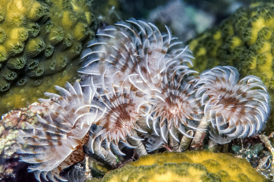 social feather duster, Bispira brunnea