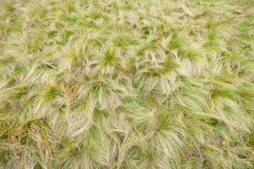 grass from an alpine meadow at fall