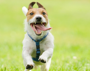 Adorable funny dog running with tongue out of open mouth