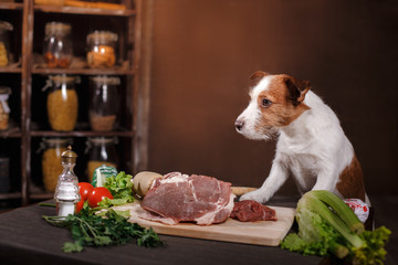 Dog breed Jack Russell Terrier and  foods are on the table in the kitchen