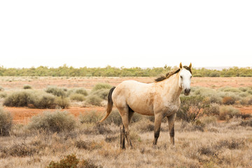 Closeup of a wild horse, a Brumby, in the Australian outback 