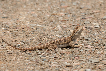 Closeup of  bearded dragon on a natural surface in the Australian Outback