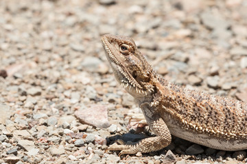 Closeup of head and front legs of a bearded dragon on a natural surface in the Australian Outback