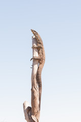 A Common Goanna In the top of a dead tree trunk against a blue sky in the Australian Outback