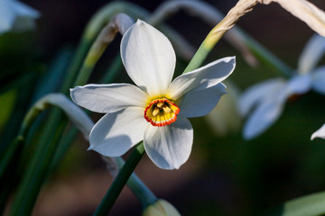 Fototapeta premium Poet's daffodi (Narcissus poeticus)