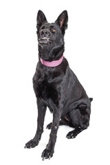 Black Dog Funny Mouth Expresion