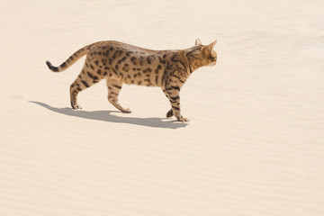 Savannah cat in desert