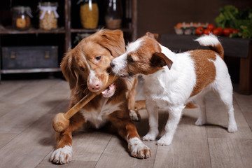 Dog breed Jack Russell Terrier and Dog Nova Scotia Duck Tolling Retriever, foods are on the table in the kitchen