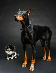 Doberman and Pomeranian Friends #1