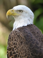 Bald Eagle in a Forest