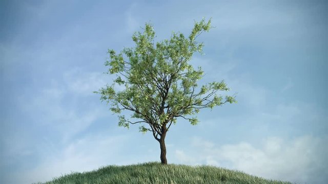 Growing tree on the hill against sky (with alpha matte, full hd)
