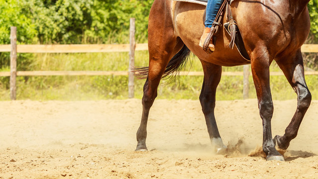 Jockey training riding horse. Sport activity