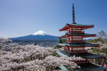 新倉山浅間公園のさくら