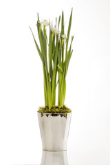 Daffodil Plant in Steel Pot