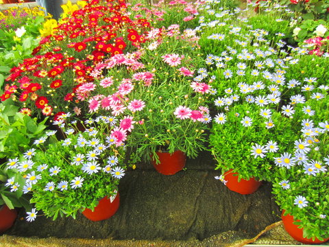 Floration-Bilder: Stock-Fotos & -Videos. | Adobe Stock