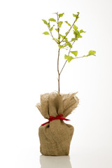 Young Sloe Bush in Hessian Wrap with Small Red Bow