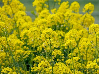 Obraz premium 春 耶馬渓町の菜の花