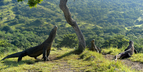 The Komodo Dragons on island Rinca.The Komodo dragon, Varanus komodoensis © Uryadnikov Sergey