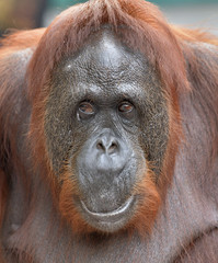 Orangutan Portrait. A close up portrait of the orangutan. Close up at a short distance. Bornean orangutan (Pongo pygmaeus) in the wild nature.