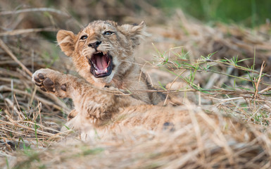 Lion cub resting on the grass. The lion (Panthera leo)