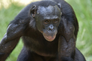 The close up portrait of male Bonobo in natural habitat. Green natural background.  The Bonobo ( Pan paniscus)