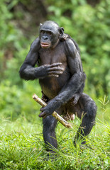The Bonobo ( Pan paniscus)  mother with cub standing on her legs and walk . Cub  on a back at Mother