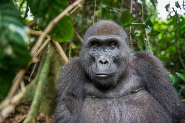 Portrait of a western lowland gorilla (Gorilla gorilla gorilla) close up at a short distance. Adult female of a gorilla in a natural habitat.