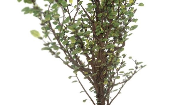 Growing tree 3d animation with orbiting camera movement on white.