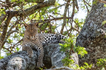 Fototapeta na wymiar Leopard on a tree. The leopard hides from solar hot beams on a tree. The leopard (Panthera pardus)